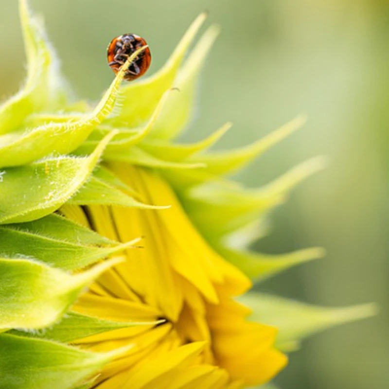 

Полетный контроллер F4 V3S PLUS FC с поддержкой BetaFlight/INAV и стеком ESC 4-в-1 BLS-45A/60A для радиоуправляемых FPV дронов, самолетов и квадрокоптеров