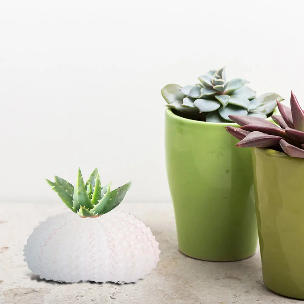 

6 Pcs Interior Decoration Creative Conch Flowerpots Fish Tank Air Plant Holder Sea Plants Holders Shell Tabletop