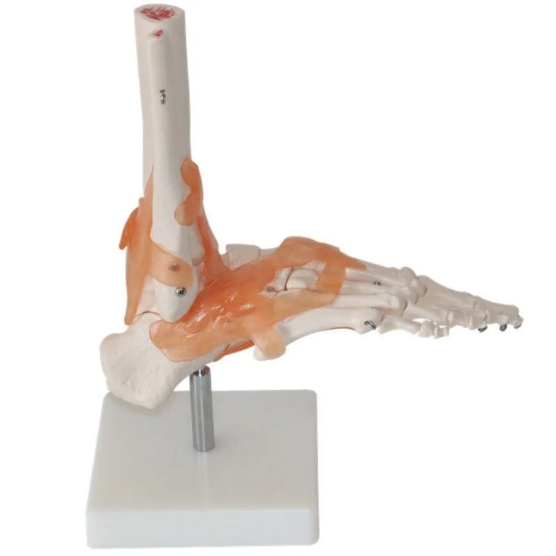 One to One Foot Joint Ligament Model Human Foot Joint Skeletal Movement System Anatomy Hand Foot Surgery