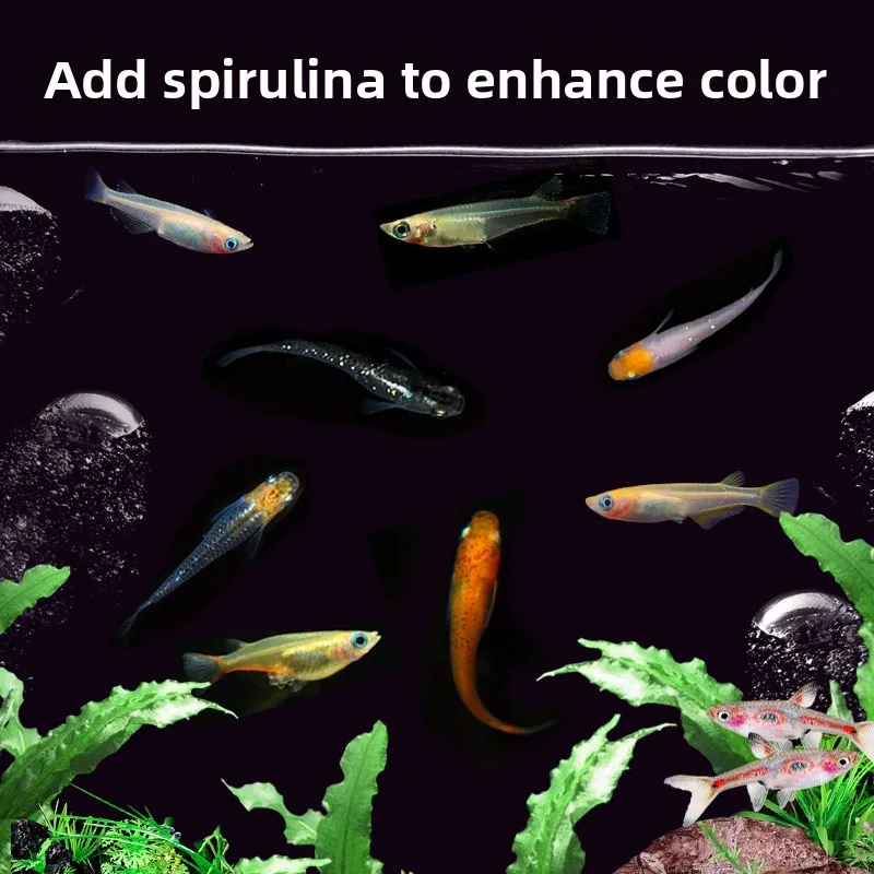 DEERA Medaka Ricefish Food, Micro Pellets for All Varieties Including Fancy Guppy and Other Small Ornamental Fish view 4