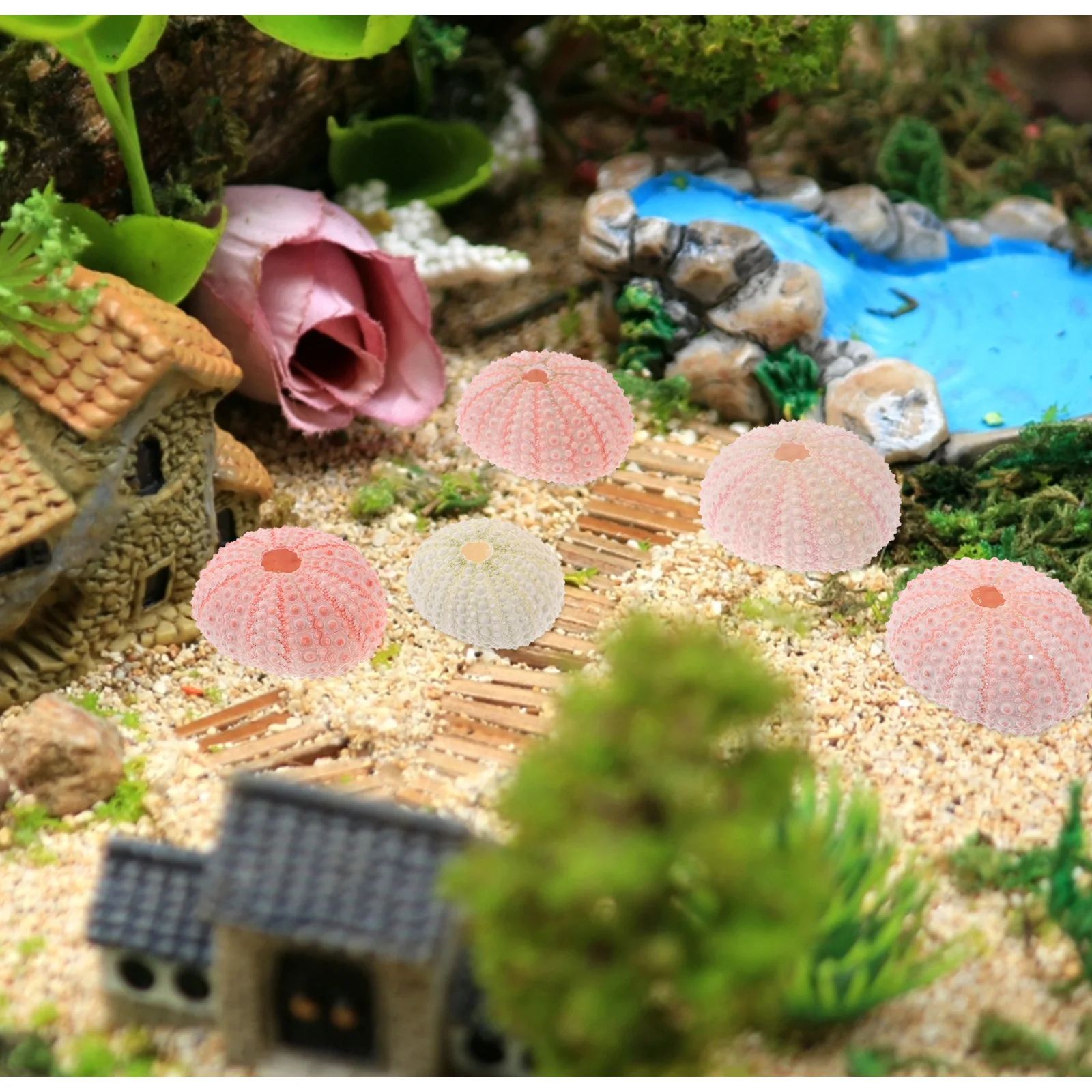 

5 шт. натуральных раковин морских ежей высотой более 4 см для растений, горшочки для тилландсии, контейнеры для суккулентов, материалы для рукоделия