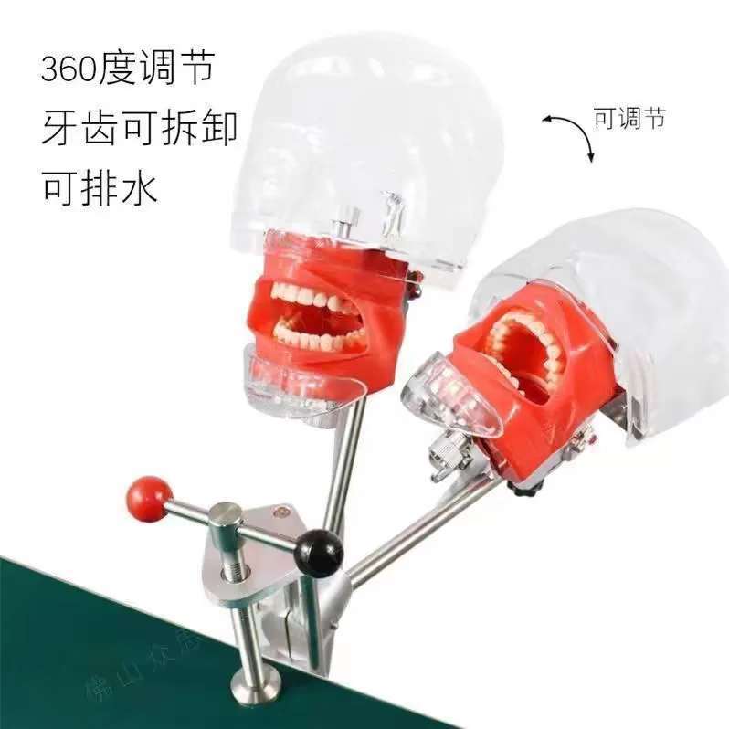 Dentist Training Teaching Steel Manual Jaw Head Model Dental Phantom Manikin Simulator Typodont