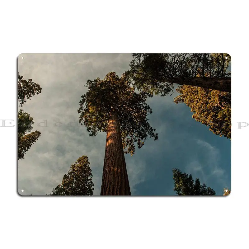 Picture Of A Giant Sequoia In Mariposa, Yosemite Nation ... Metal Sign Poster Pub Wall Decor Designing Personalized Classic