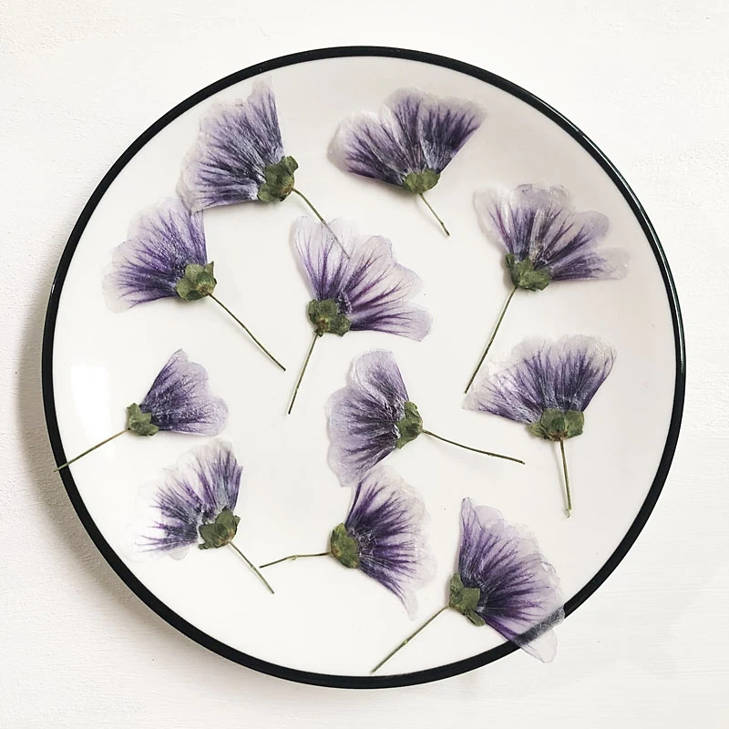 

60pcs Pressed Dried Malva sinensis Cavan Flower Herbarium For Epoxy Resin Jewelry Making Bookmark Face Makeup Nail Art Craft