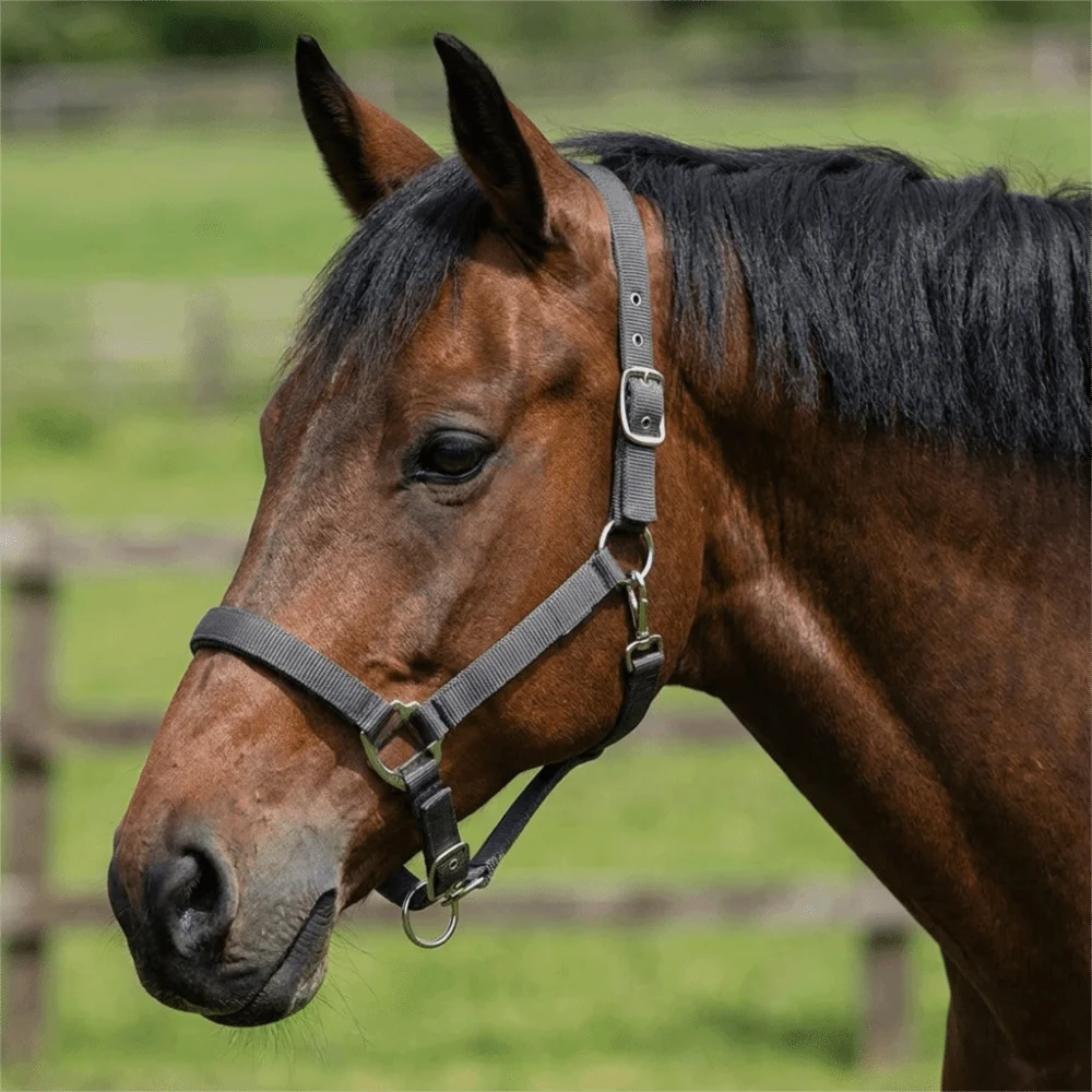 Professional Adjustable Horse Halter Nylon Wear Resistant Equestrian Bridle Comfortable Easy To Wear Horse Training Rope Pasture