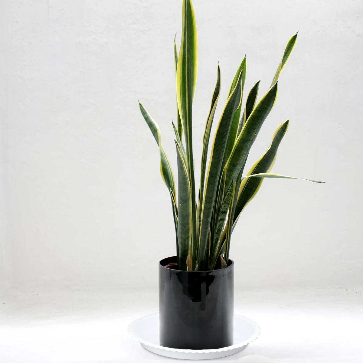 

5Pcs Plastic Pot Trays Round Plant Saucers for Indoor Outdoor Bonsai Trees 26x26cm White Drip Tray Bonsai Tree Holder