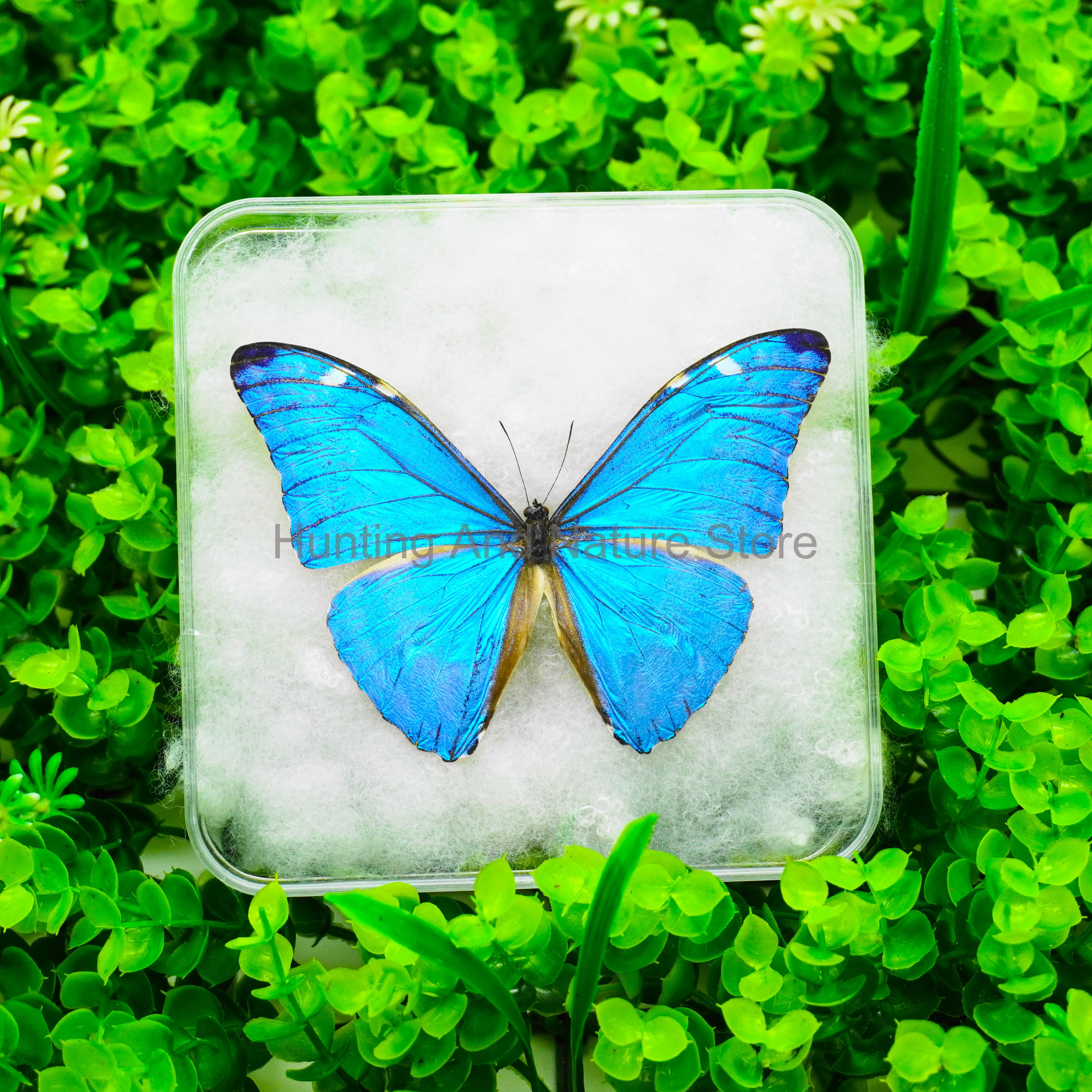 Cadre photo en boîte transparente pour la décoration de la maison, beaux spécimens de papillon parfaits, présentoir à collectionner, cadeau réel