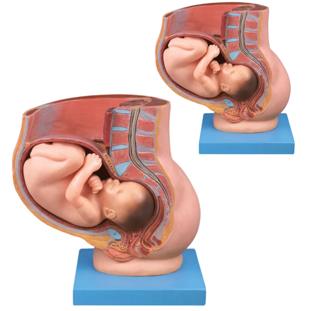 Female Pregnancy Pelvis Contains a Nine-month Fetal Model Medical Science Anatomia Fetus Simulator Nursing Articles Educational