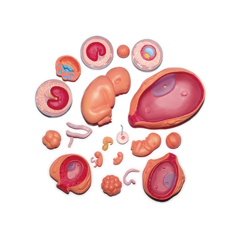 4D   Human Fetus Growth Organ Anatomy Model Medical Teaching