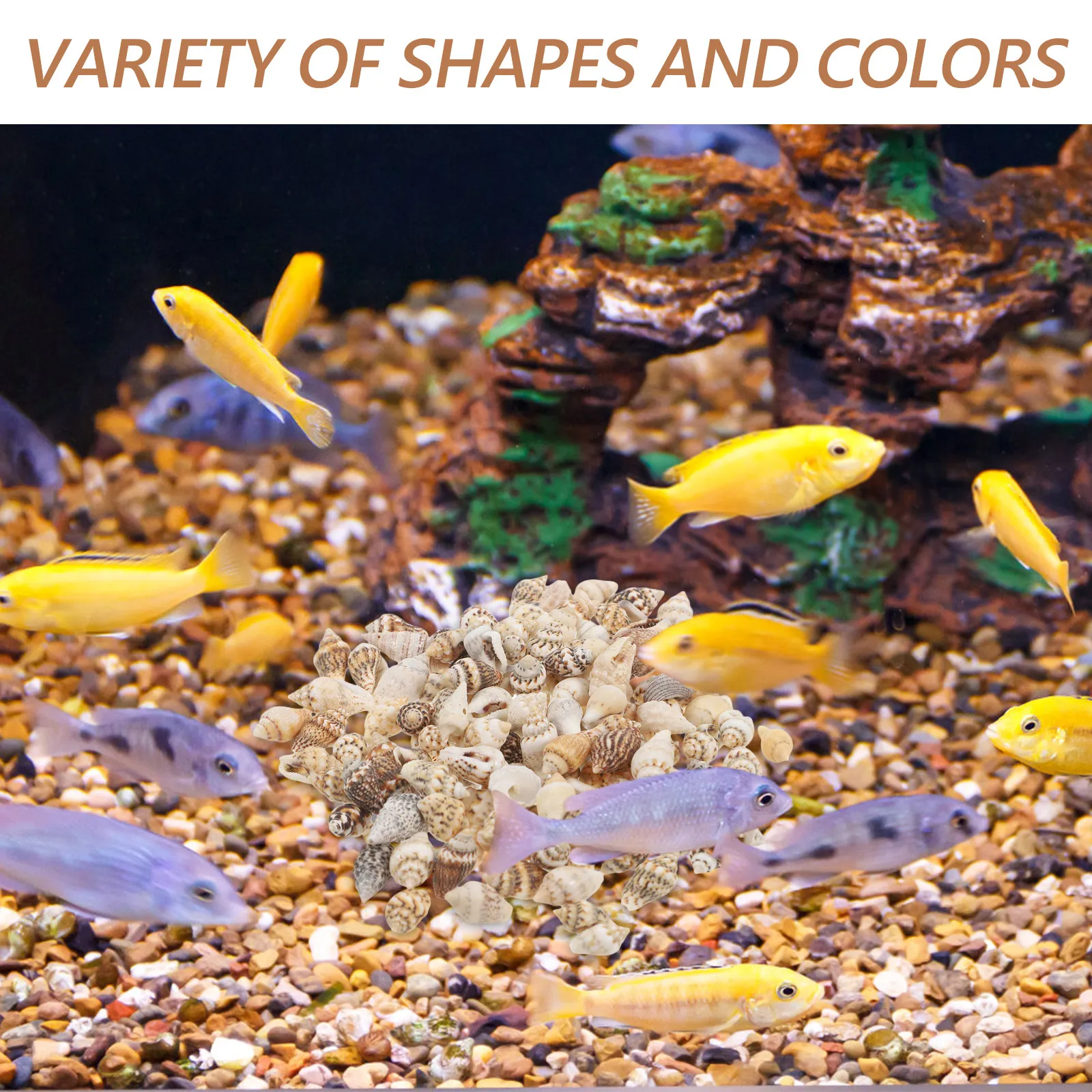 Decorative Shells Mini Sea Beach Decorations for Party Favors Wedding Natural Vase Filler