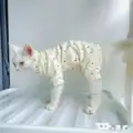 White Dot
