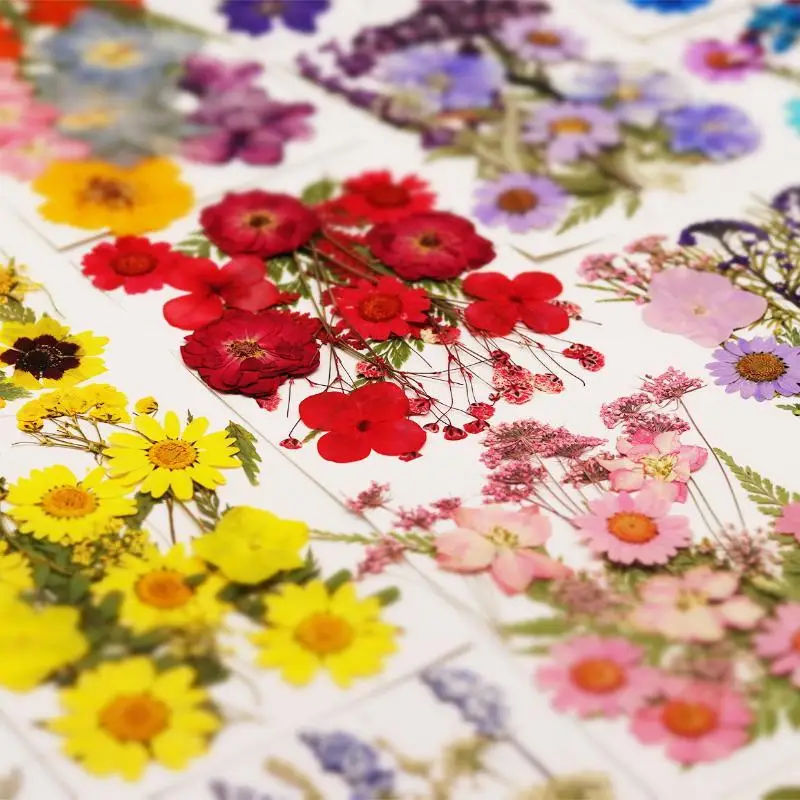 Real Natural Pressed Dried Plant Flowers DIY Craft Materials For Nail Art Handicrafts Resin Jewelry Handmade Making Projects