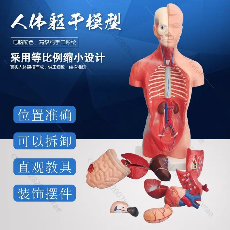 Mini Human Torso Silicone Learning Model, Human Organ Science Teaching & Educational Toy