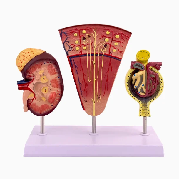 3Pcs Kidney and Urinary System Model Adrenal Gland Nephron Model Glomerular Renal Anatomy Model Kidney Cross Section