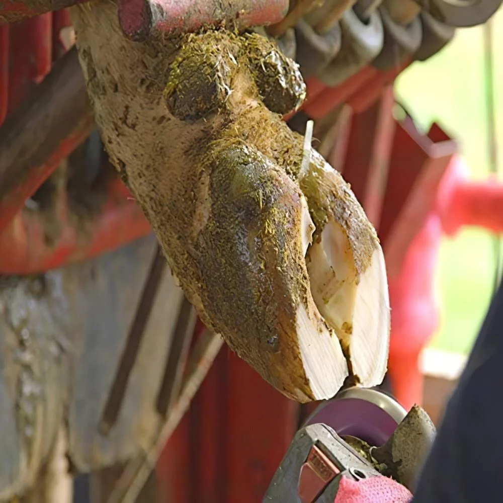 家畜牛牛蹄トリミングツール 6 シャープな刃ホーントリマーディスク牛牛蹄トリミングカッター刃