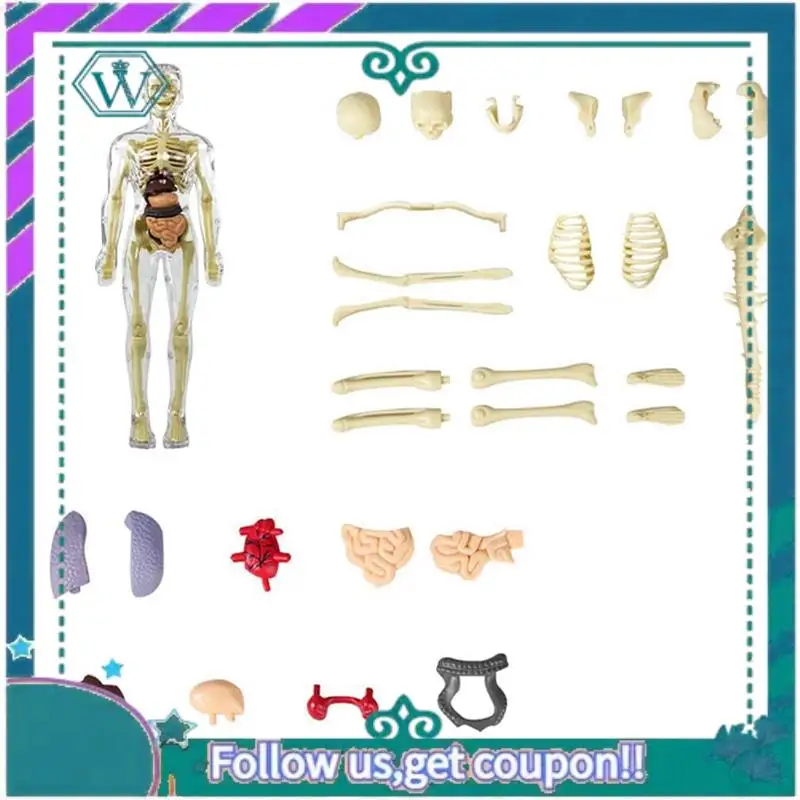 3D Human Body Torso Model Anatomy Model Skeleton DIY Skeleton Toy Human Body Model Removable Parts