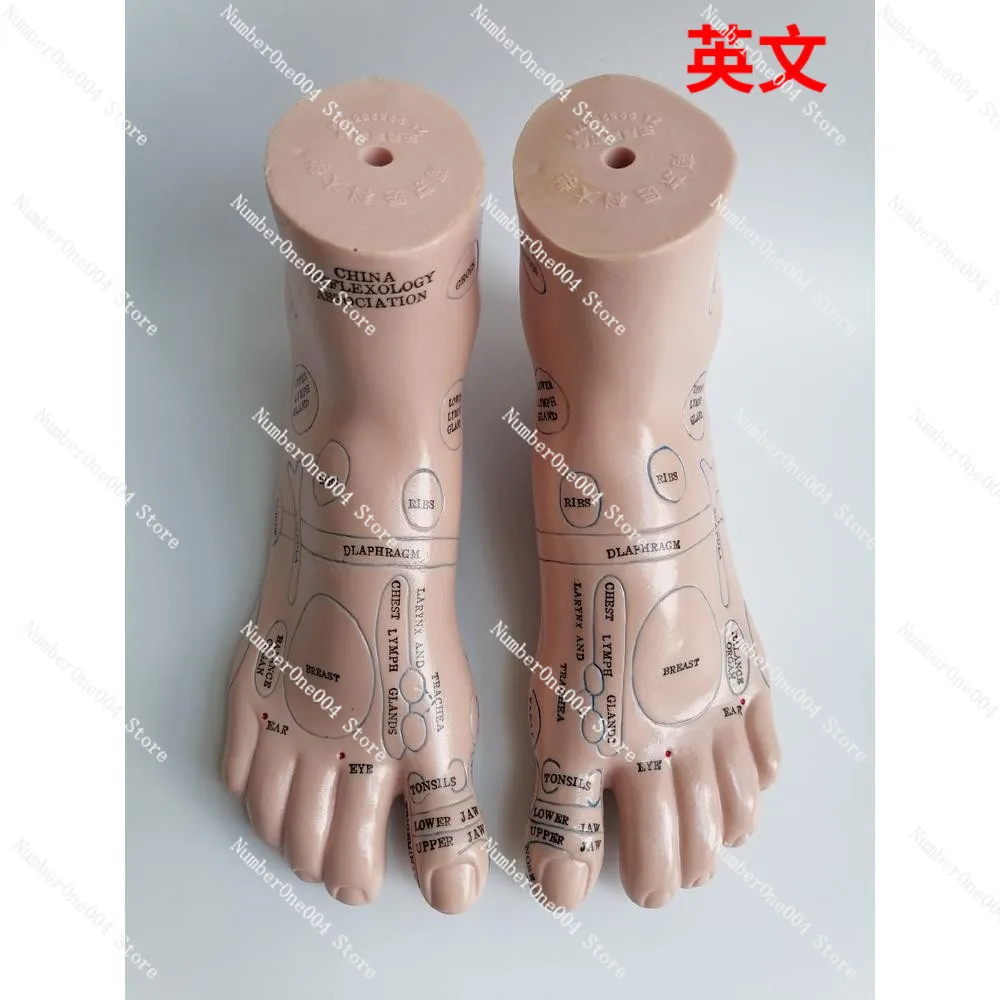 20ซม.โซนสะท้อนเท้ารุ่นนวดเท้ารุ่นAcupointเท้าจีนโบราณจีนรุ่นภาษาอังกฤษ