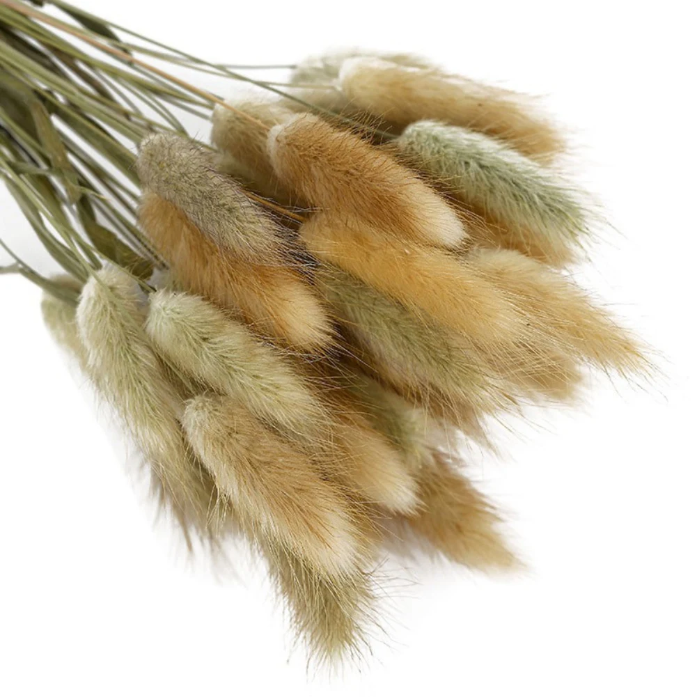 50pcs Pastoral Rabbit Tail Grass Bunny Tails Dried Flowers Artificial Plant Bouquet Plant Stem Material Home Decortaion