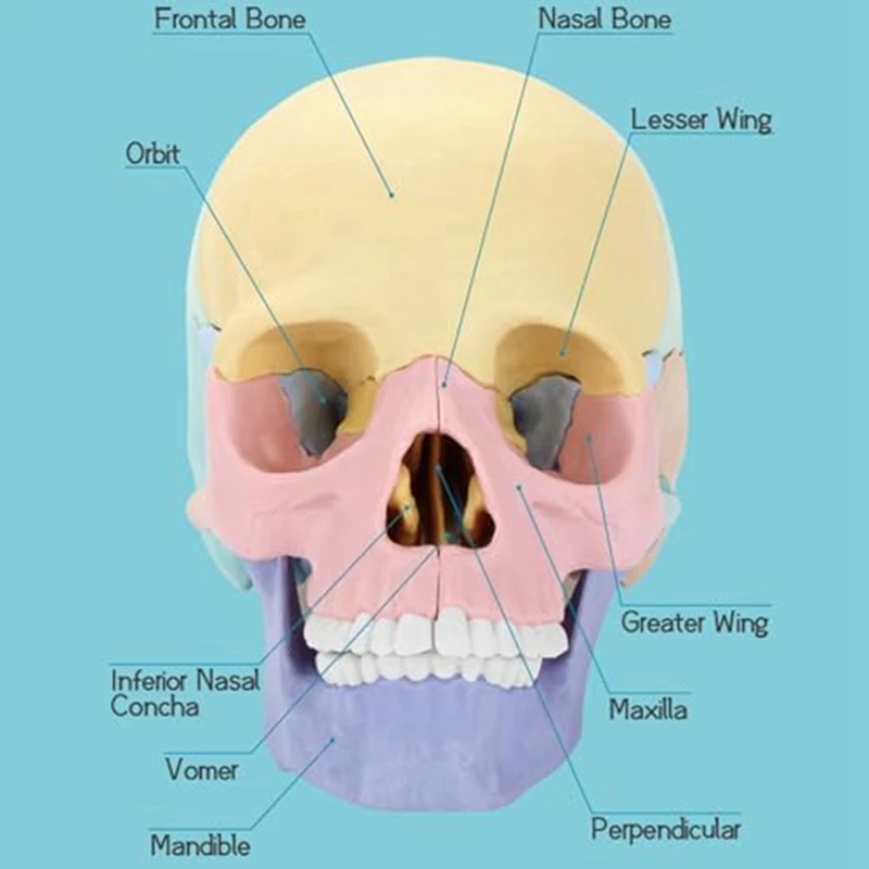 Modelo destacável do crânio humano para o ensino clínico, mini enigma anatomia humana, 1 conjunto