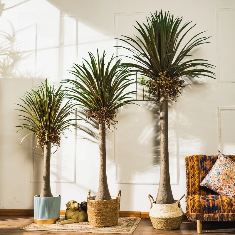 Plante artificielle Dracaena à - Baby Clothing Store avis et prix