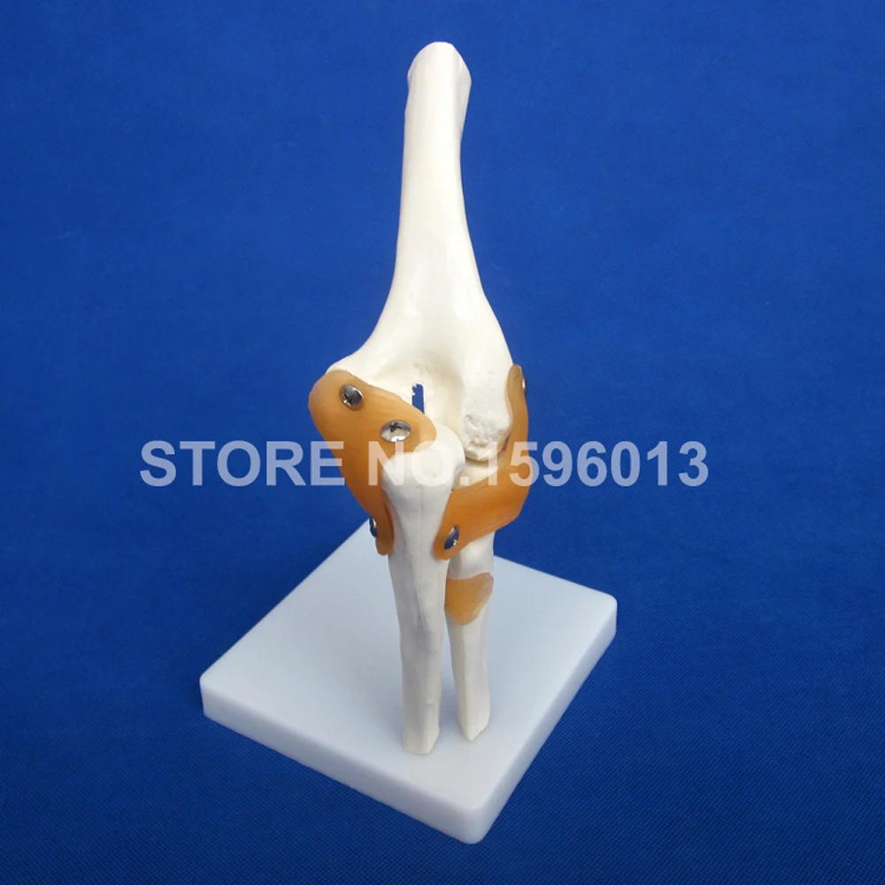 HOT Life-Size Elbow Joint Model, Bone with Ligament Anatomical Teaching Demonstration Simulator
