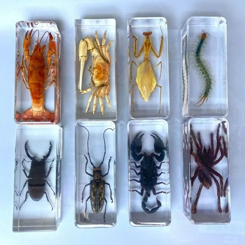 Large Bug Specimen Resin Insect Spider Tarantula Centipede Resin Bug Manti Scorpion Specimen Insect Taxidermia Desk Decoration