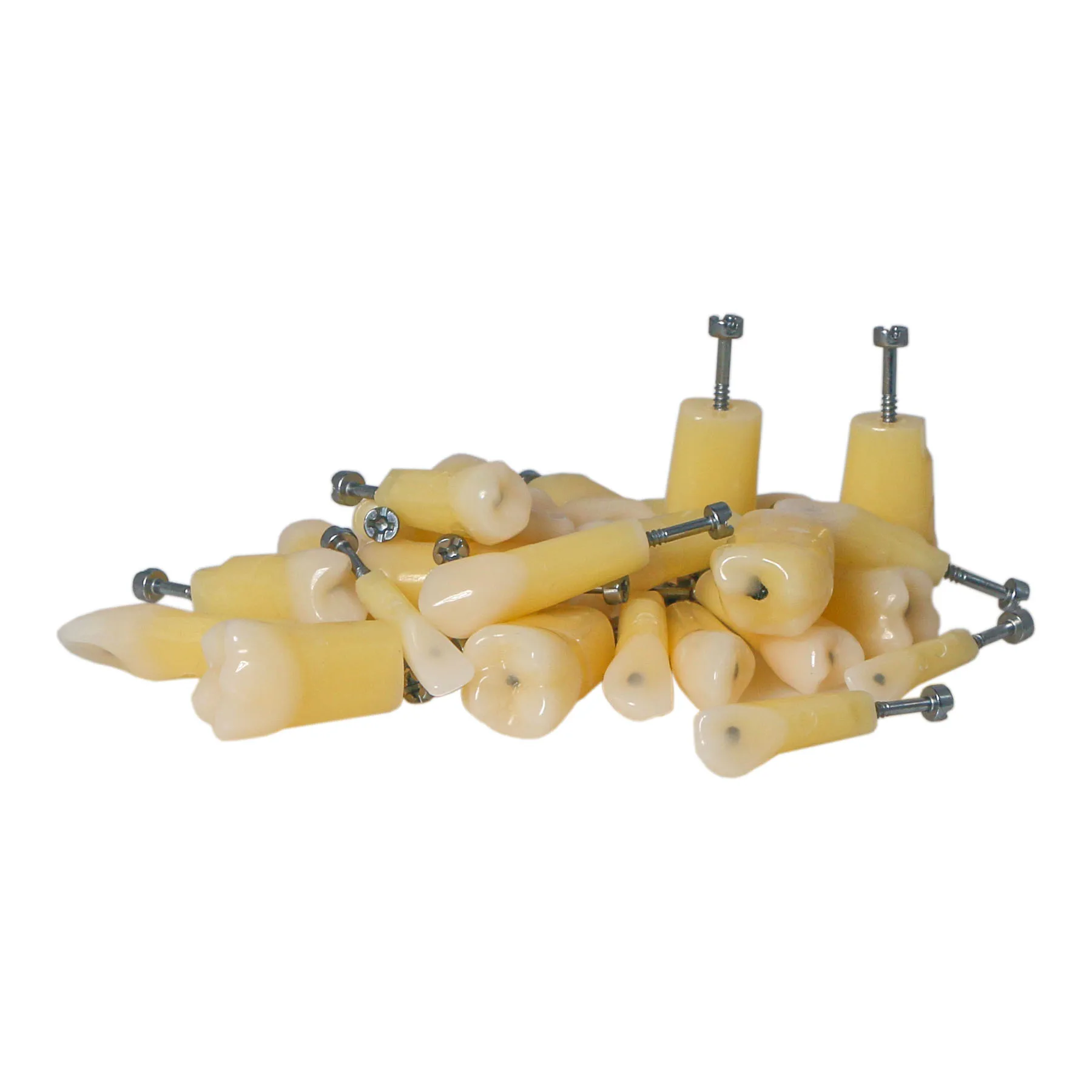 Dental Demonstration Practice Typodont Teeth Model with Caries Spots Kilgore Nissin 28 Teeth M8011 M8024 M8024-1