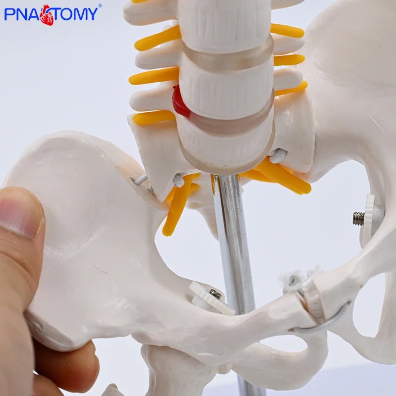 Mini Human Movable Pelvic Model, Lumbar Spine, Postpartum Repair of Pelvic Joints, Medical skeleton Pelvis Bone Anatomy