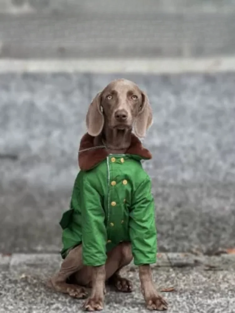 Pet Dog Large Dog Winter Cotton Coat Thickened And Warm Military Green Cotton Coat Labrador Gold