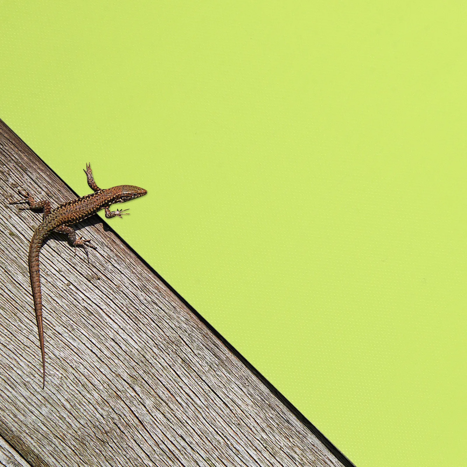 

2 шт. водонепроницаемых ковриков для террариума, наполнитель для рептилий, подстилка для террариума на 40 галлонов, теплоабсорбирующий субстрат из ЭВА