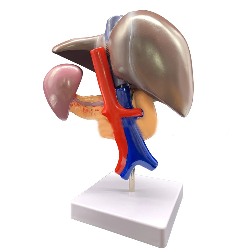 Life Size 1:1 Human Liver Duodenum Human Body Anatomy Medical Model Anatomical Teaching Resources Supplies Toy