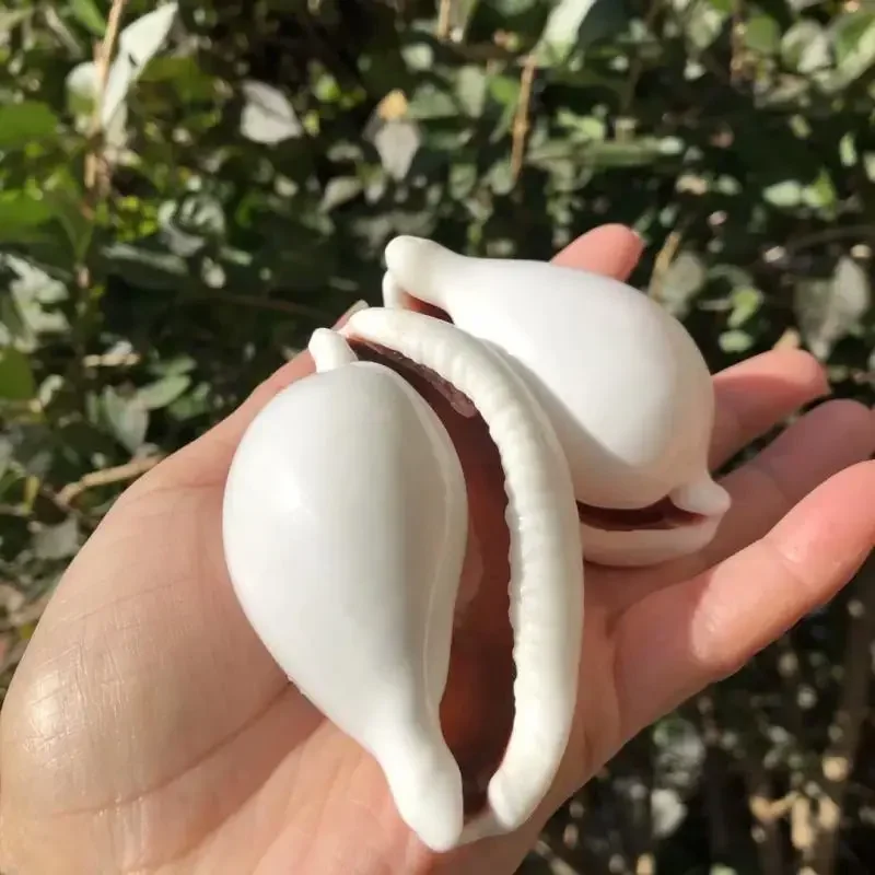 Caracol de conejo blanco, caracol de conejo de mar, concha de concha, pecera, paisajismo, decoración de Acuario, accesorios de fotografía y adornos