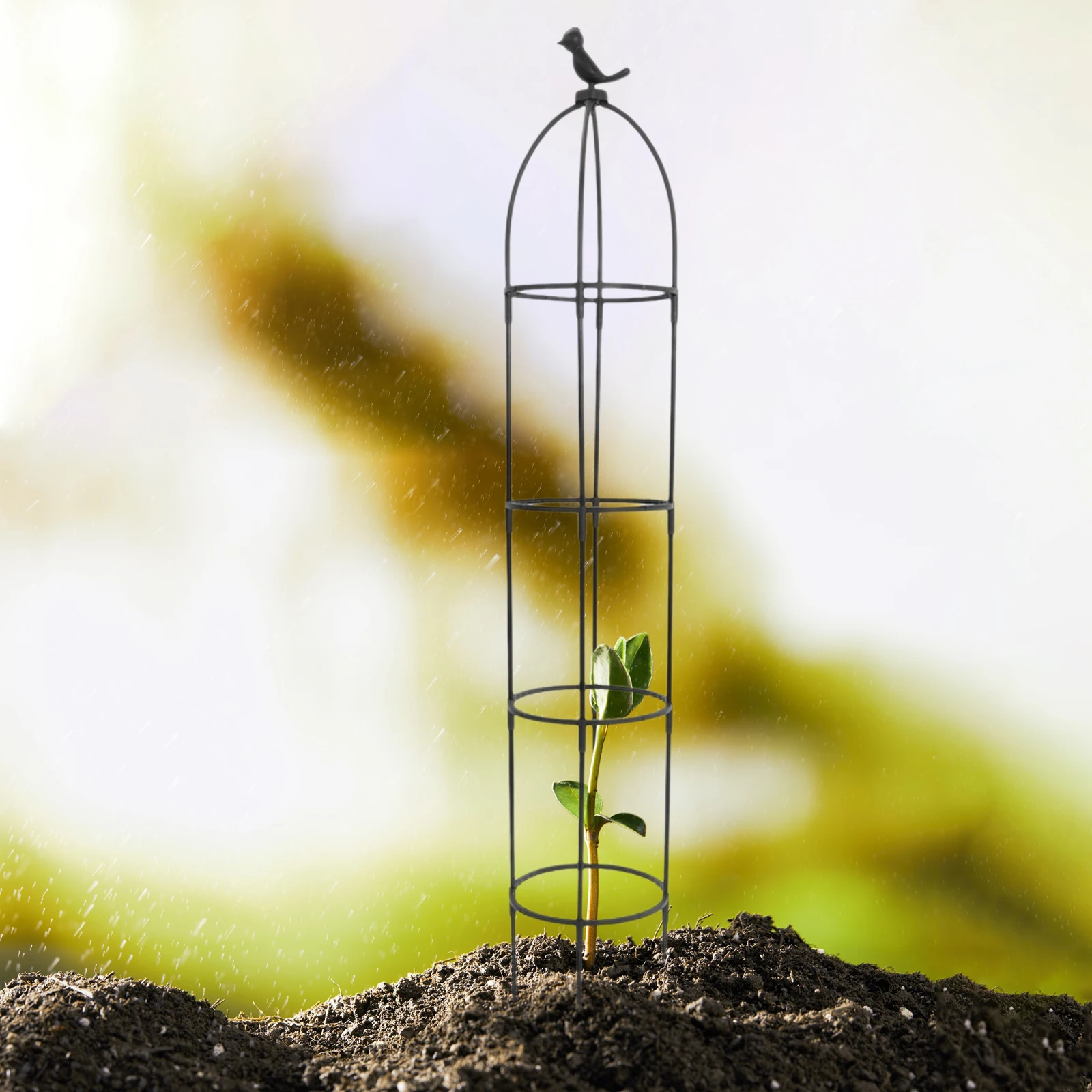 

Growing Flower Stand Plants Climbing Support to Supporting Iron Decorative Trellis