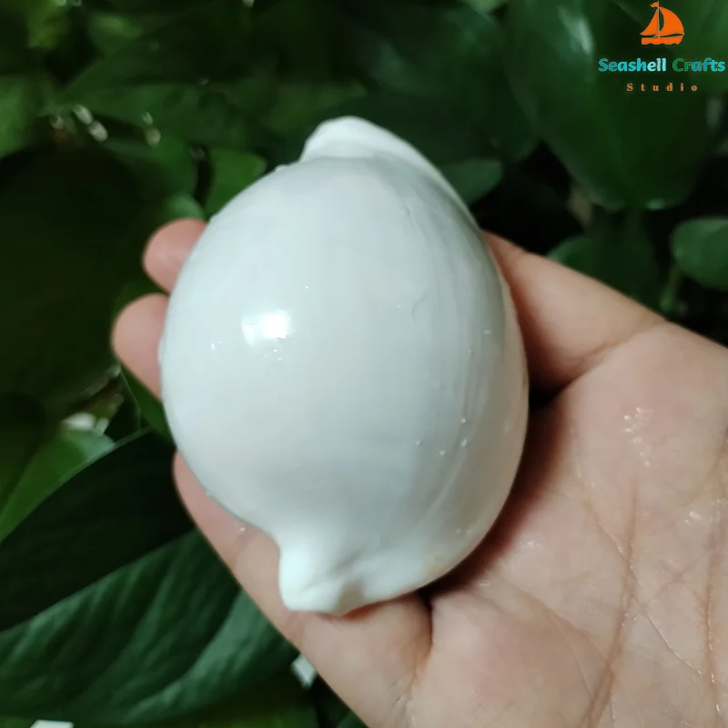 الطبيعية السري Ovula صدف الأبيض اليشم البيضاوي على شكل قذيفة محارة بحري عينة الناسك سرطان البحر خزان الأسماك الزفاف ديكور المنزل