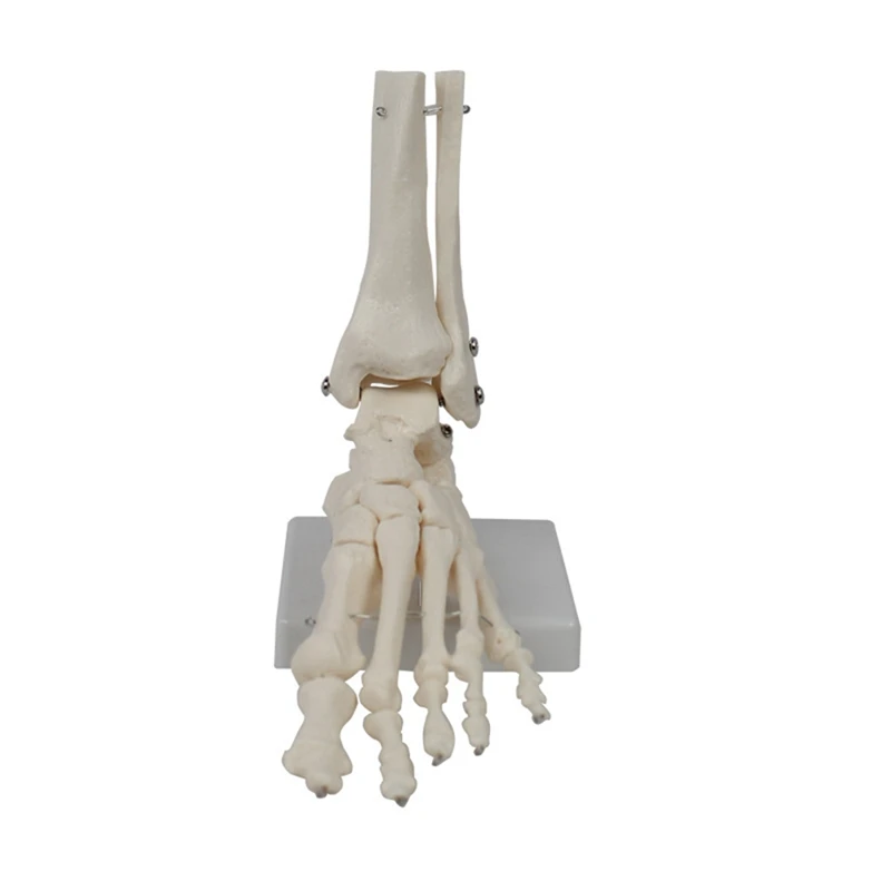 

Foot Joint Model, Human Anatomy Model, Life Size, Foot Anatomy Model, Human Skeleton Model Teaching Equipment