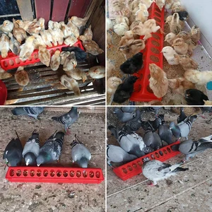 Alimentador de frango de linha dupla, Alimentação de garra, Suprimentos Groove Breeding, 12 18 22 28 Buracos, 20 30 40 50cm, 1Pc 8 principais vendas alimentador 12 - №4