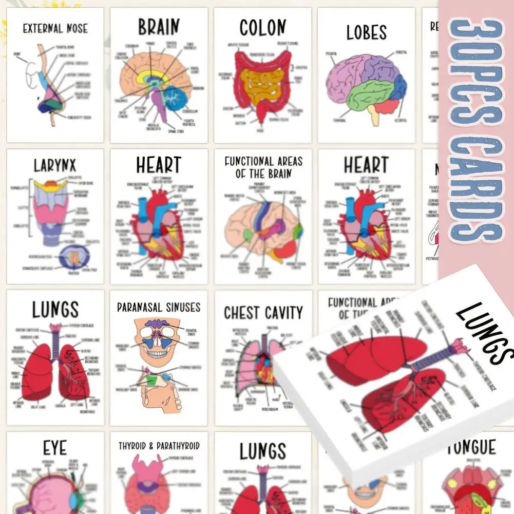 30pcs Anatomy Flashcards,Detailed Brain,Thyroid&Parathyroid Study Card,For Self-Study,Teaching,Clinical Reference,Quick Revision