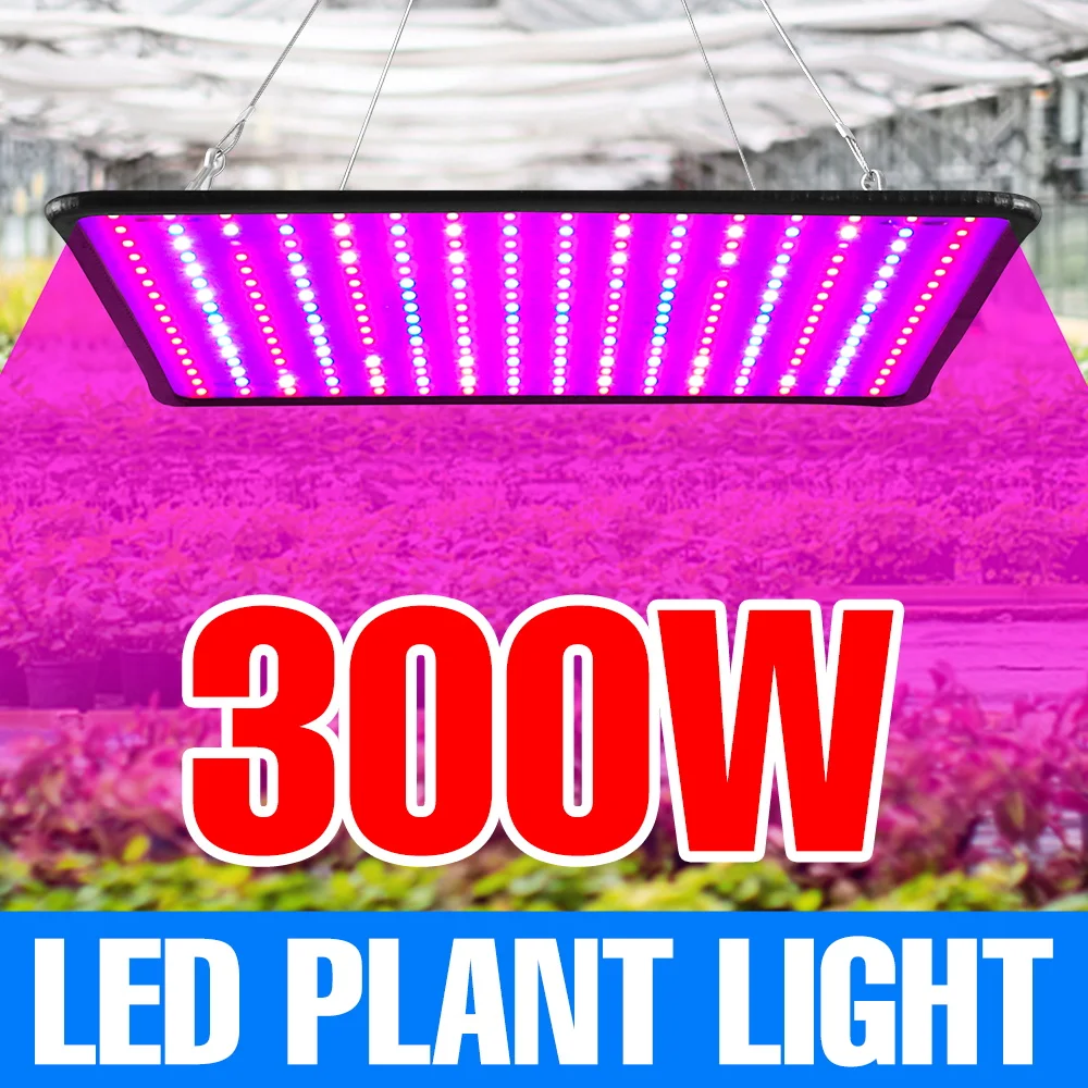 300 واط LED تنمو ضوء الطيف الكامل الكم مجلس زراعة النباتات مصباح للداخلية بوعاء الفاكهة الدفيئة خيمة الطحلب عصاري