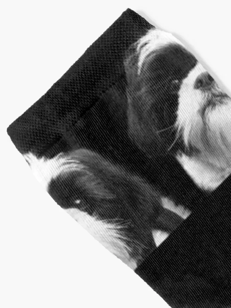 Shih Tzu Dog Socks cotton colored Run sheer Male Socks Women's
