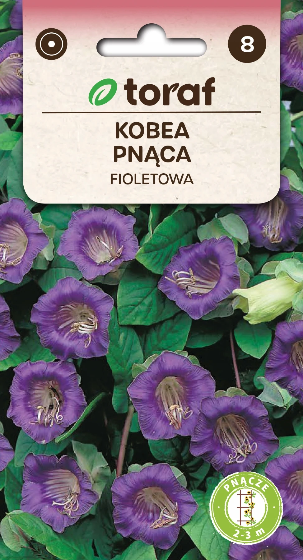 Kobey Violette Blumensamen-539 Toraf