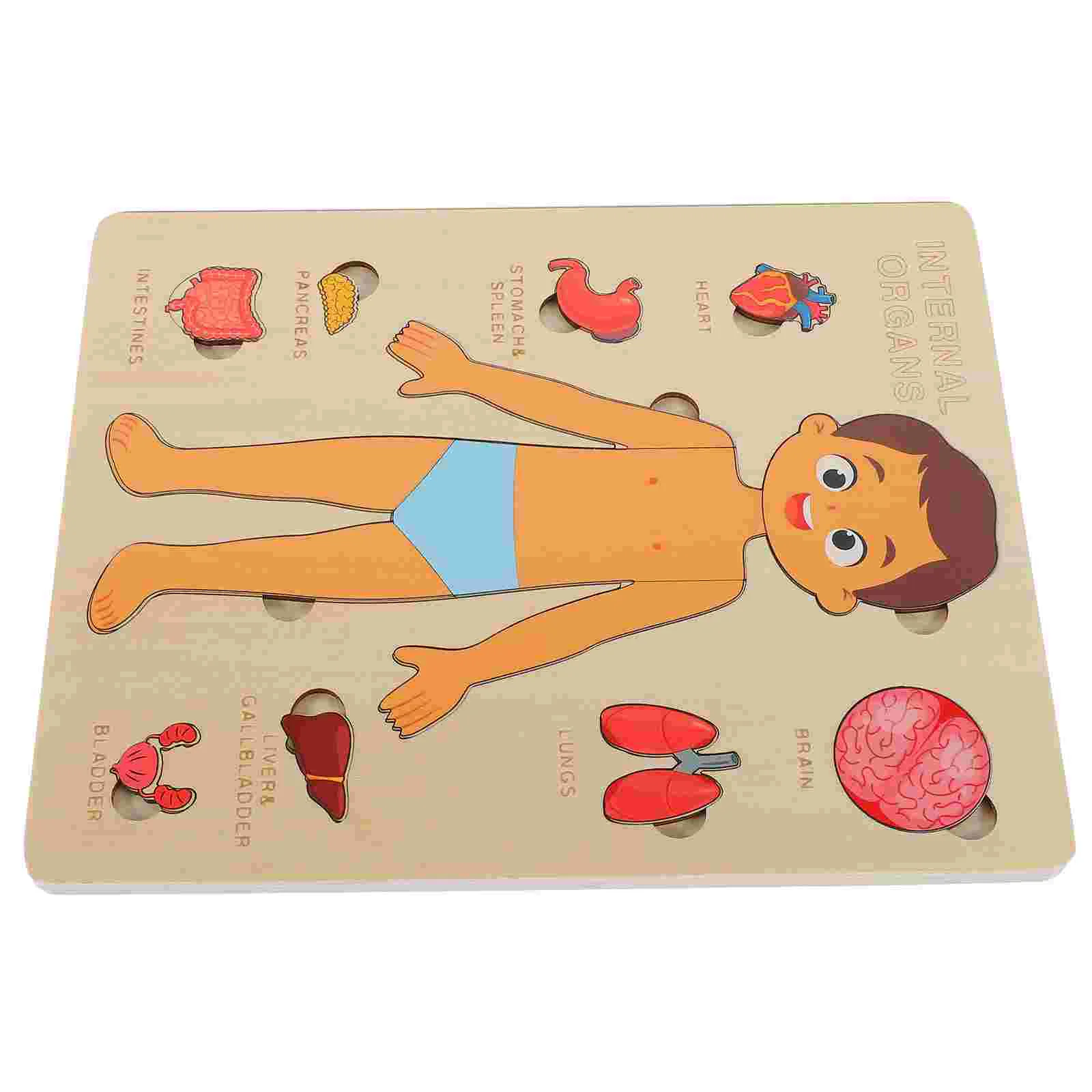 

Human Body Structure Puzzle Childhood Teaching Aids Cognitive Model Tool Wood