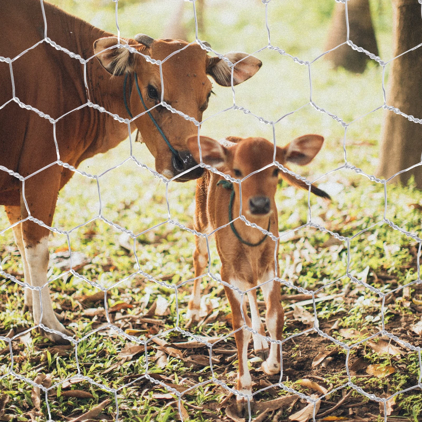 

Silk Screen Galvanized Hexagonal Mesh Fence Chicken Coop Accessories Iron Netting