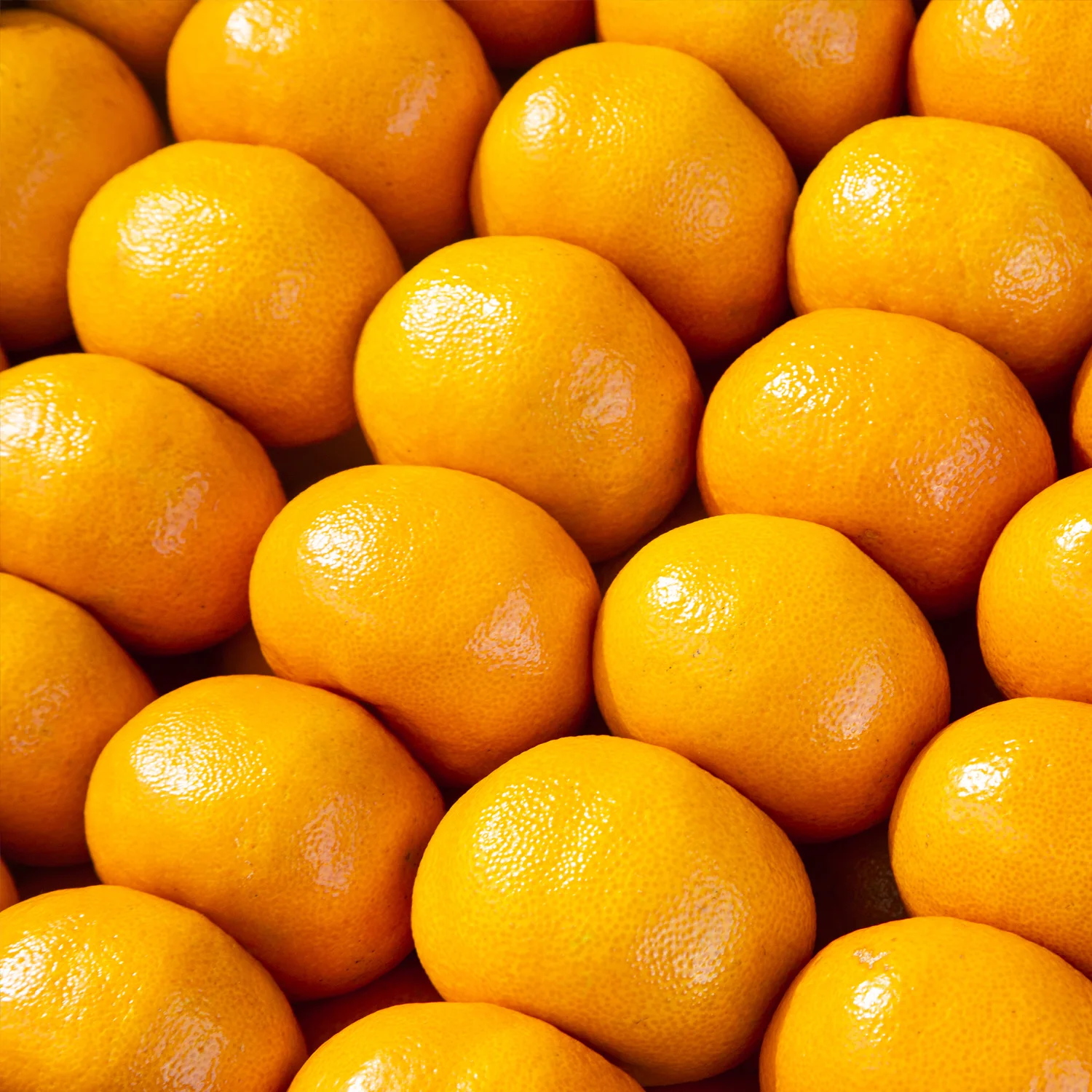 [한정특가] 감귤 착한가격 제주 노지 고당도 조생 당도선별