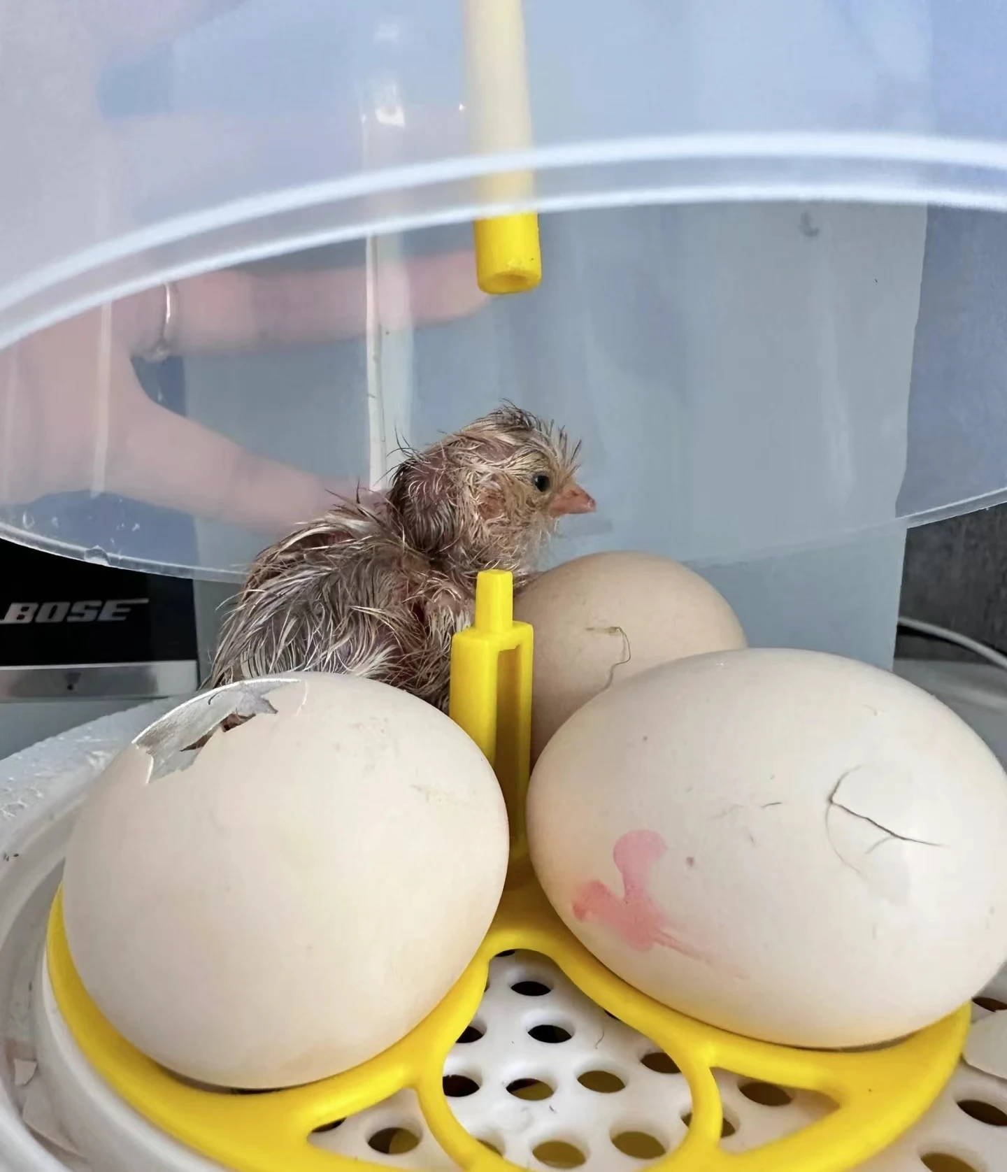 

CE Certified Fully Automatic 4 Incubator Hatching Machine for Chicken Duck Turkey Goose Poultry