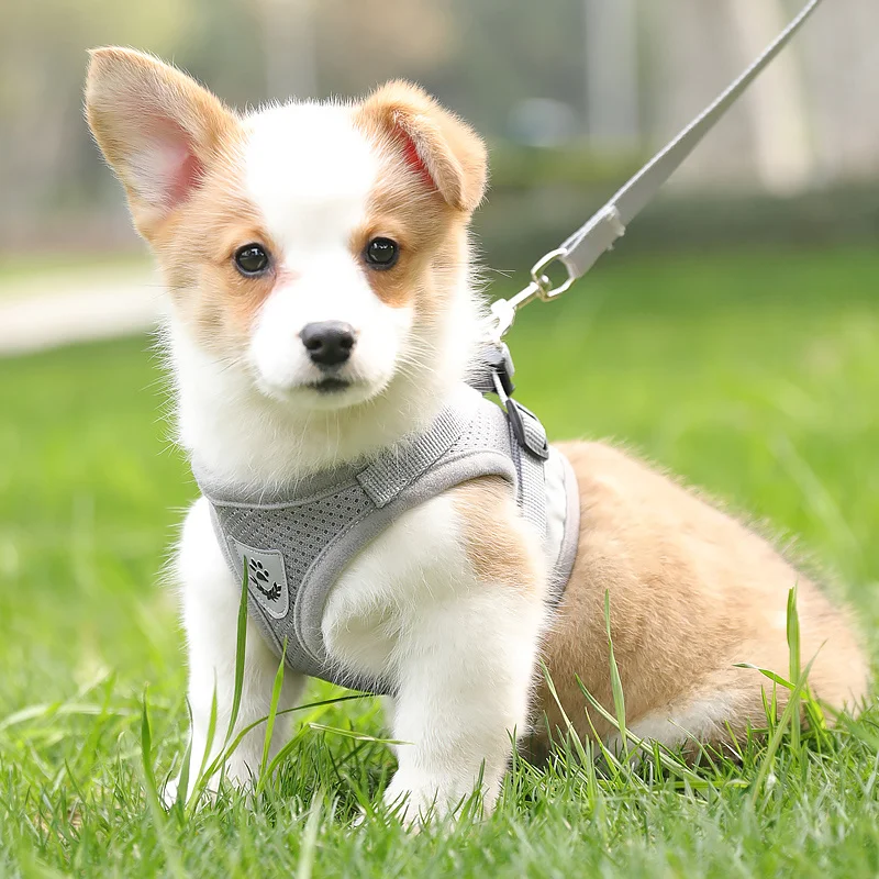 Sommer-Hundegeschirr- und Leinen-Sets: Reflektierende Mesh-Geschirre für kleine Hunde wie Pomeranian, Corgi, Yorkshire Welpen – Arnes Perro – Detail 8