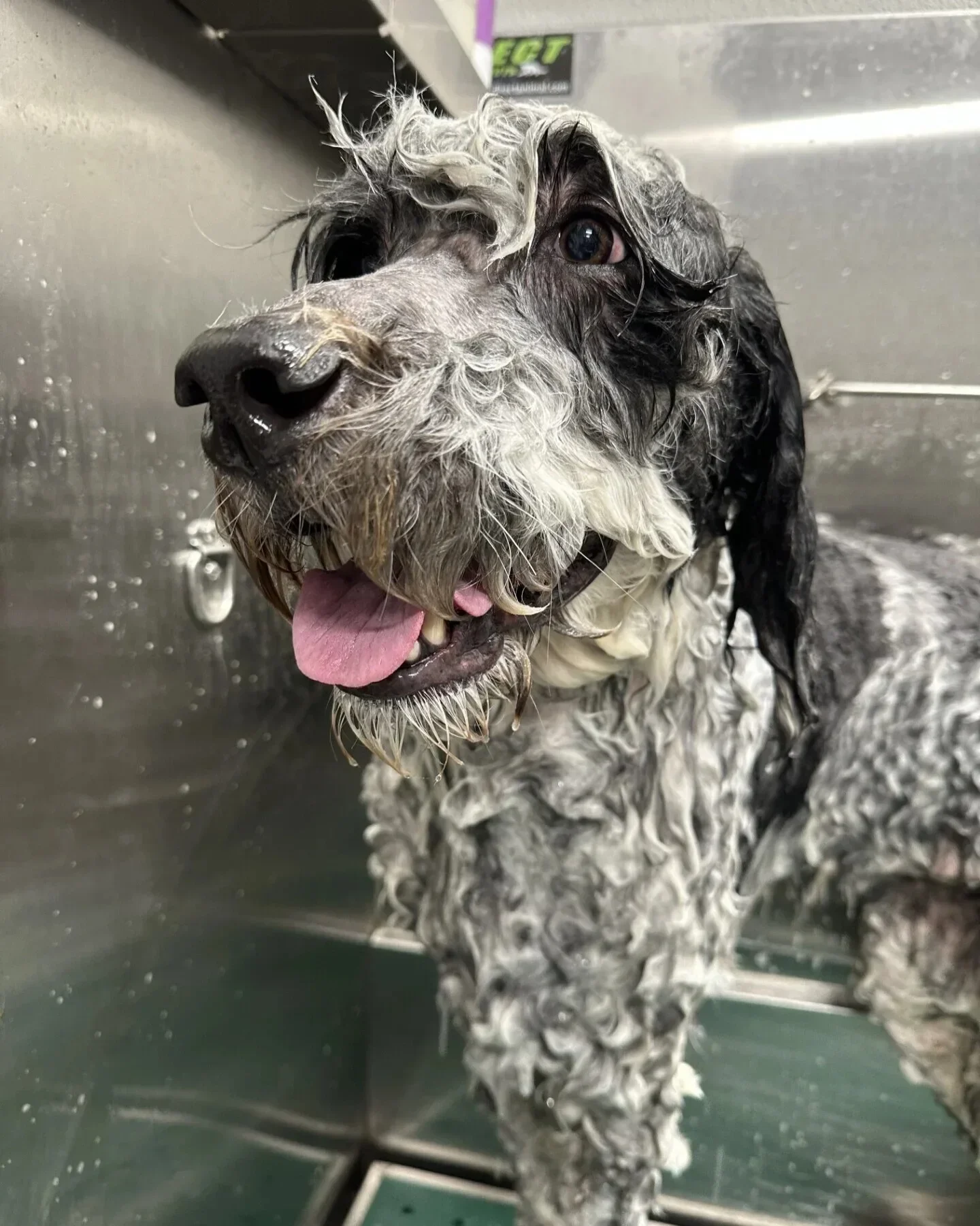 

Professional 50-Inch Large Stainless Steel Pet Dog Wash Tub Faucet Multifunction Bathing Grooming Walk-in Ramp Sustainable