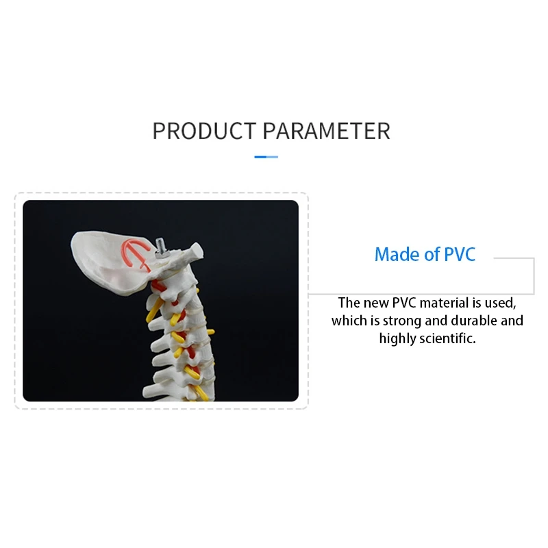 45CM Human Spine with Pelvic Model Human Anatomical Anatomy Spine Model Spinal Column Model+Stand FexibleJAS