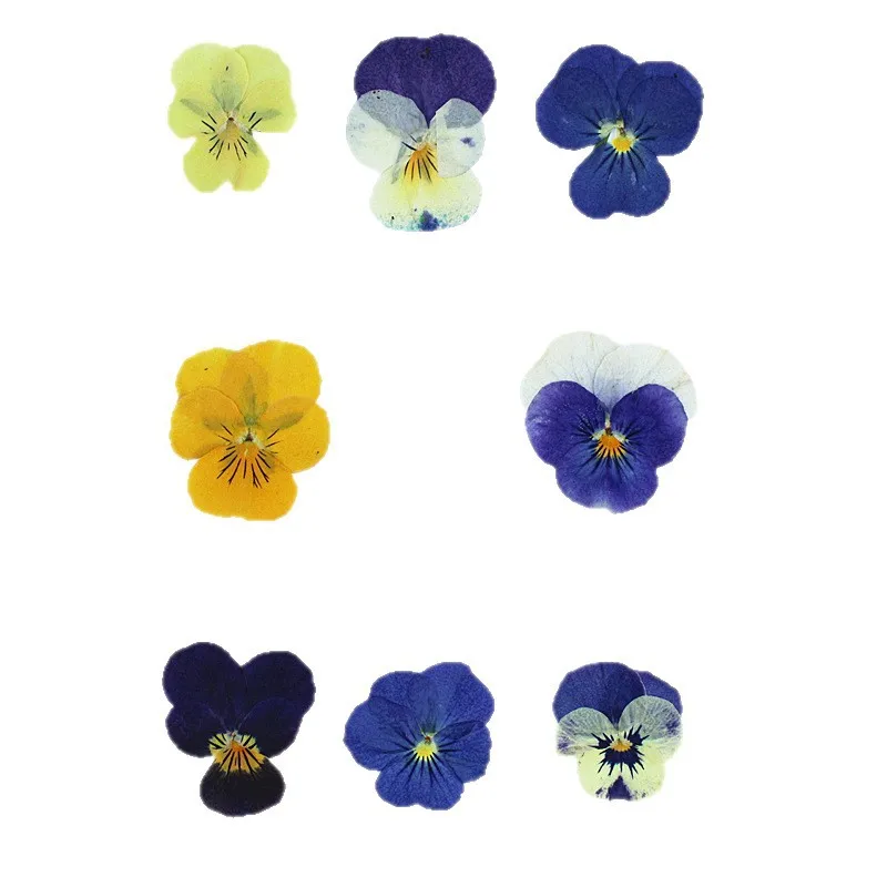 Spring Pansy Cordier Large Bag Material Mixed Dried Flower Embossed Handmade DIY Material Package Plant Specimen Frame Sticker Embossed Photo Frame Glue Product