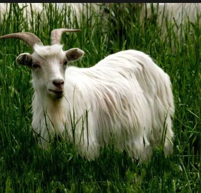 Le fret est soumis à une devisation spéciale !!!!