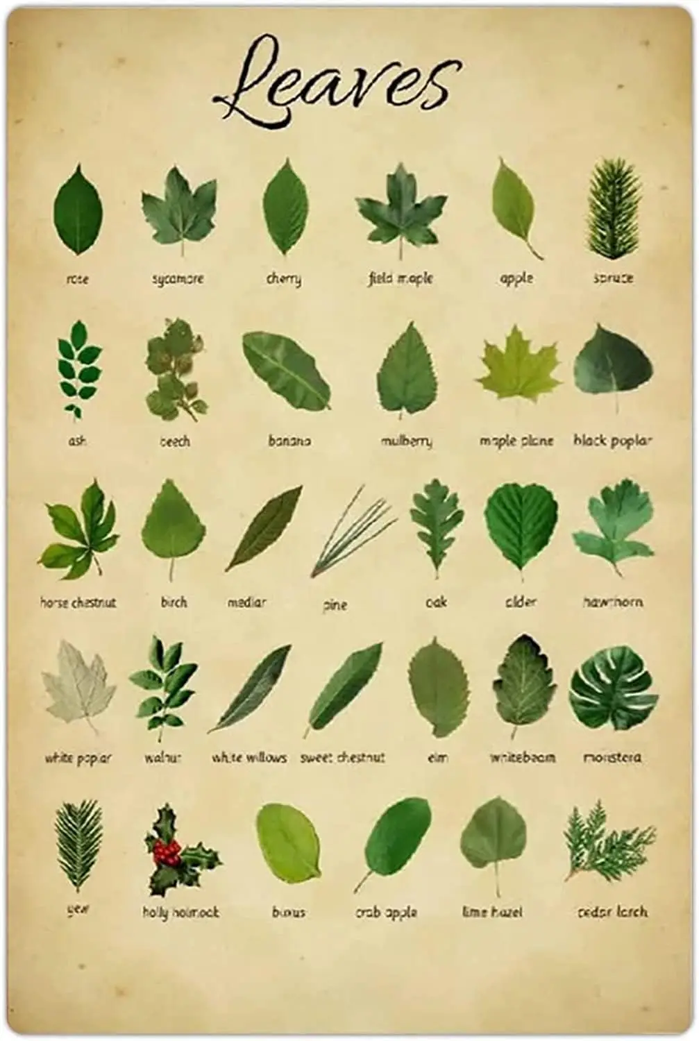 ESETASOT Types Of Leaves Metal Tin Signs Leaves Charts Infographics Aluminum Posters Leaf Lovers Collectible Plaques Home R sign